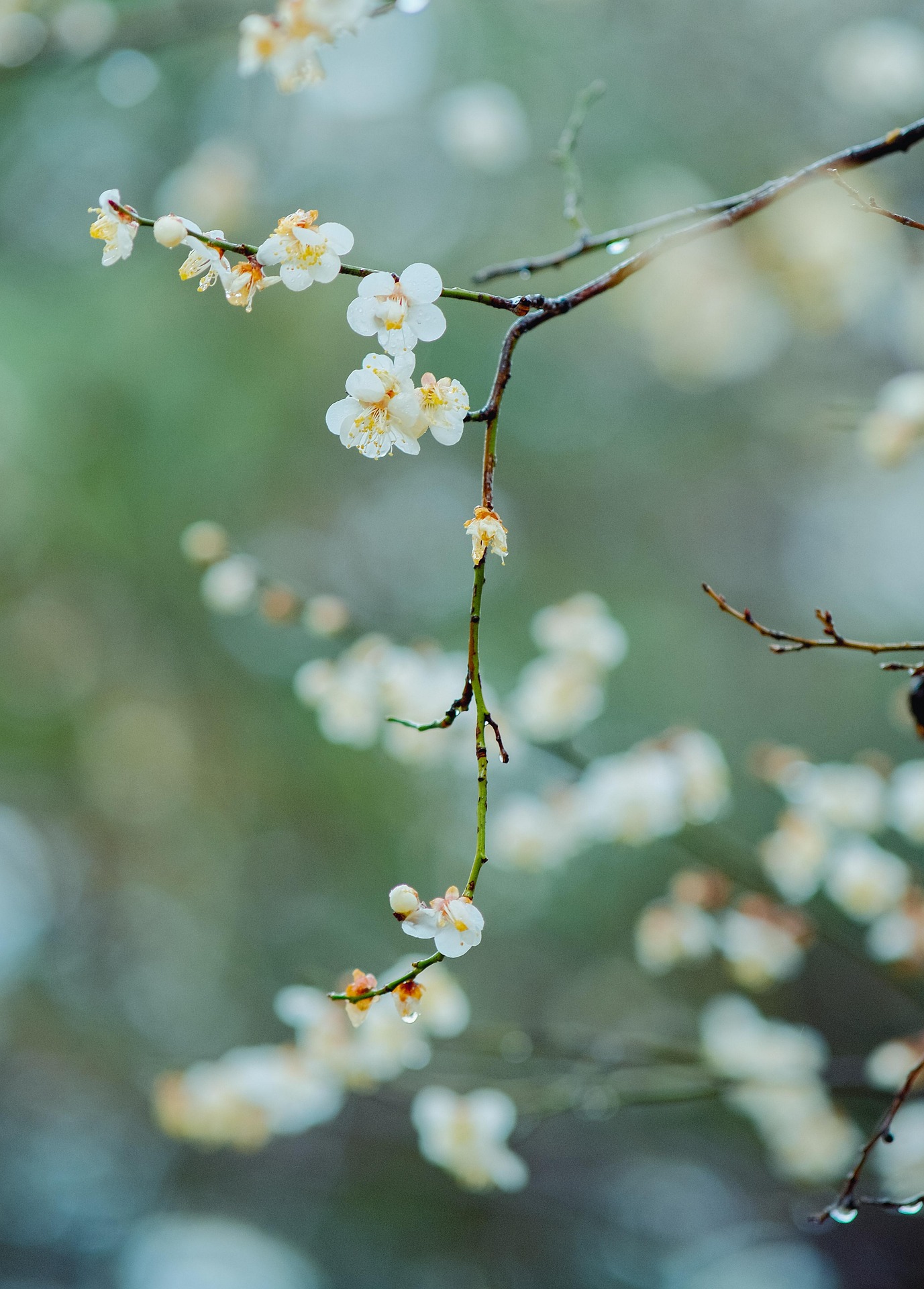 flowers-7785967_1920